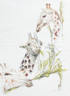 Giraffen
