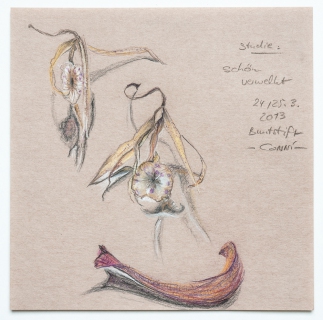 schön verwelkt (Buntstiftzeichnung auf Papier 15 x 15 cm, 2013)