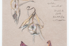 schön verwelkt (Buntstiftzeichnung auf Papier 15 x 15 cm, 2013)
