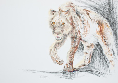 safari06